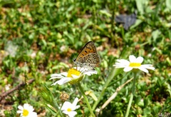 Lycaena bleusei