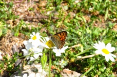 Lycaena bleusei