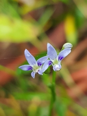 Lobelia browniana