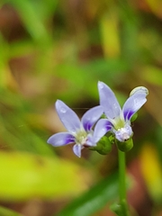 Lobelia browniana