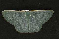 Orothalassodes curiosa