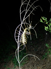 Thereuopoda clunifera