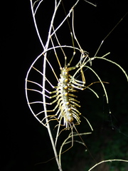 Thereuopoda clunifera