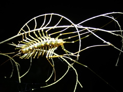 Thereuopoda clunifera
