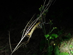 Thereuopoda clunifera