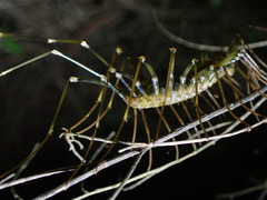 Thereuopoda clunifera