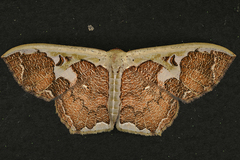 Zythos avellanea