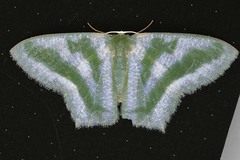 Maxates thetydaria
