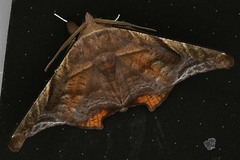 Episparis tortuosalis