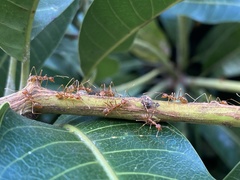 Oecophylla smaragdina