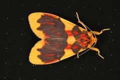 Barsine rubricostata