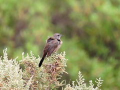 Cercotrichas coryphoeus cinerea