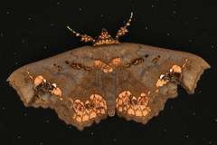 Lopharthrum comprimens