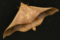 Chilkasa falcata
