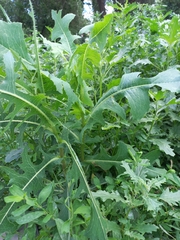 Lactuca serriola