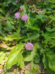 Trifolium pratense