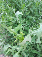 Lactuca serriola