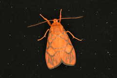 Ammatho roseororatus