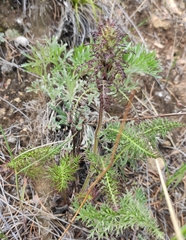 Pedicularis rubens
