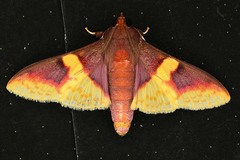 Pachynoa purpuralis