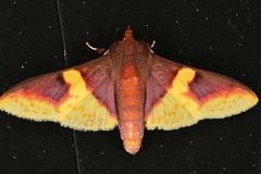 Pachynoa purpuralis