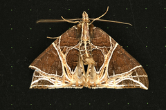 Ecliptopera rectilinea