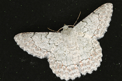 Pingasa lariaria