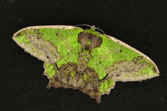 Agathia codina