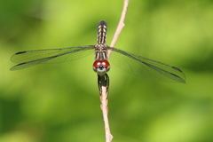 Pachydiplax longipennis