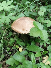 Leccinum scabrum