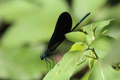 Calopteryx maculata
