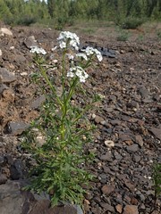 Dontostemon pinnatifidus