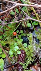 Nertera dichondrifolia