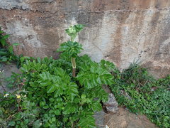 Angelica hirsutiflora