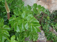 Angelica hirsutiflora