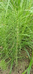 Equisetum telmateia telmateia