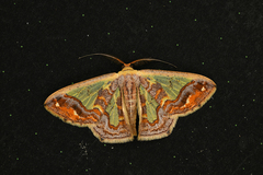 Peratophyga xanthyala