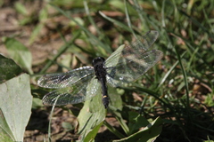 Leucorrhinia intacta