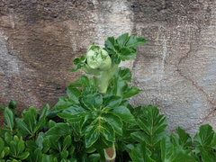 Angelica hirsutiflora