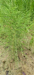 Equisetum telmateia telmateia