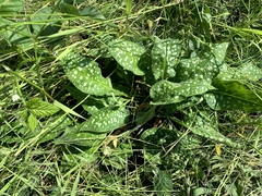Pulmonaria officinalis