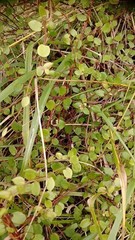 Muehlenbeckia complexa complexa