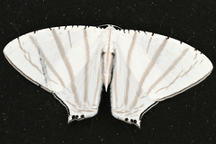 Urapteroides astheniata