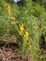 Corydalis sibirica