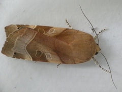 Noctua fimbriata