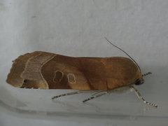 Noctua fimbriata