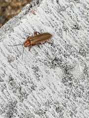 Cantharis livida