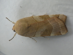Noctua fimbriata