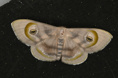 Problepsis achlyobathra