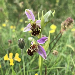Ophrys apifera